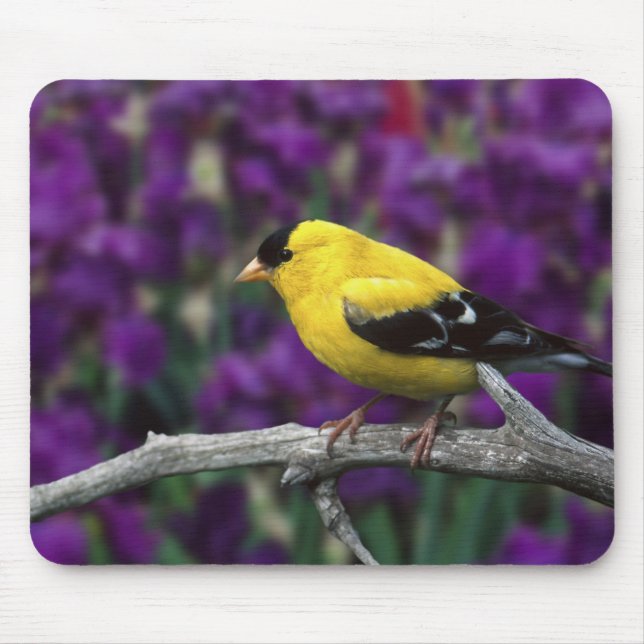Männlich, Goldfinch im Sommer, Mousepad (Vorne)
