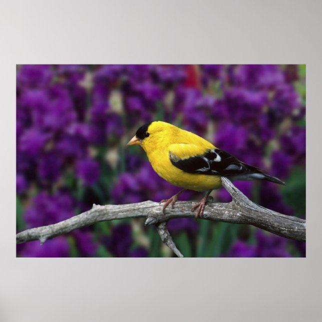 Männlich, Goldfinch im Sommer, Poster (Vorne)