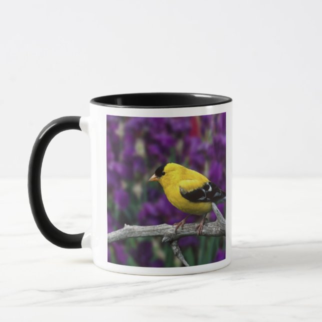 Männlich, Goldfinch im Sommer, Tasse (Links)