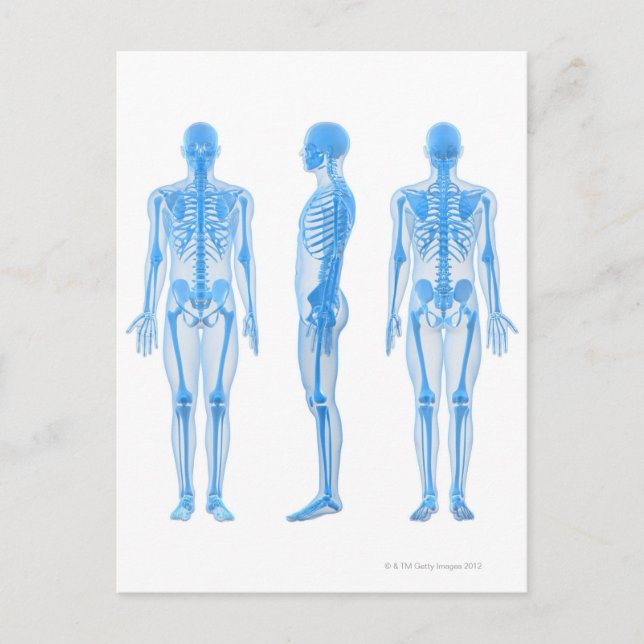 Männlich Skeleton Postkarte (Vorderseite)