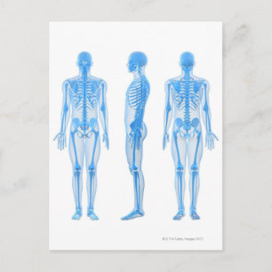 Männlich Skeleton Postkarte