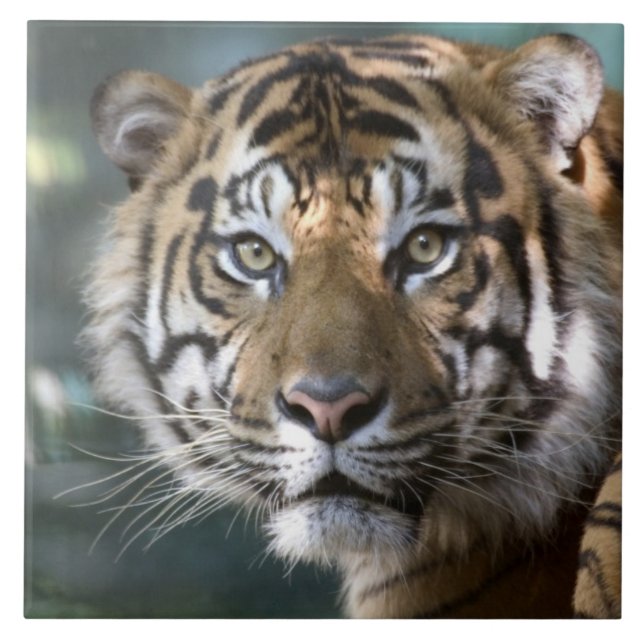 Männlich Sumatran Tiger (Panthera tigris sumatrae) Fliese (Vorderseite)