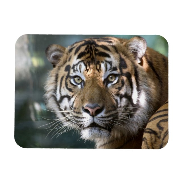Männlich Sumatran Tiger (Panthera tigris sumatrae) Magnet (Horizontal)