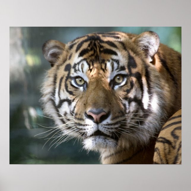 Männlich Sumatran Tiger (Panthera tigris sumatrae) Poster (Vorne)