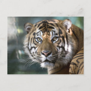Männlich Sumatran Tiger (Panthera tigris sumatrae) Postkarte