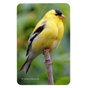 Männliche amerikanische Goldfinch auf dem Bambus Magnet