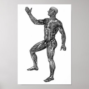 Männliche Anatomie Muskeln Medizinische Wissenscha Poster