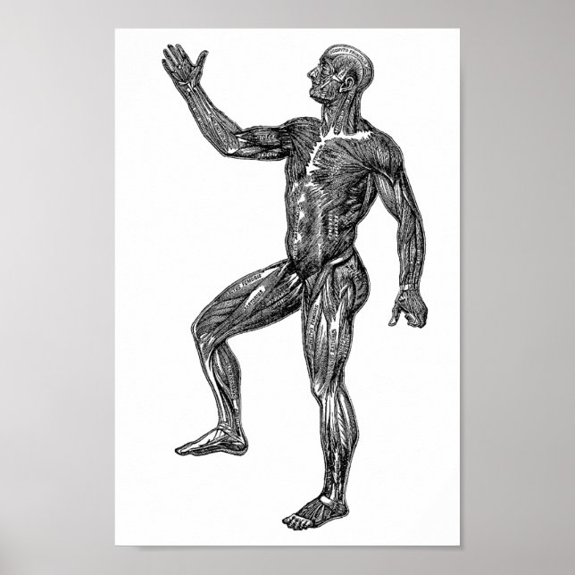Männliche Anatomie Muskeln Medizinische Wissenscha Poster (Vorne)
