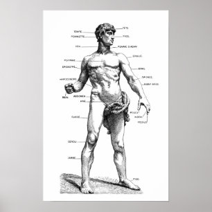 Männliche Anatomie - Vorderseite Poster