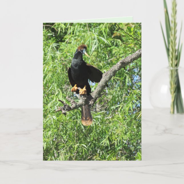 Männliche Anhinga (alias Schlangenvogel) Faltkarte Karte (Vorderseite)