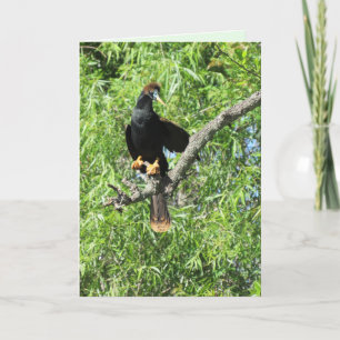 Männliche Anhinga (alias Schlangenvogel) Faltkarte Karte