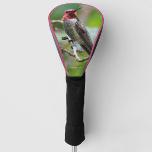 Männliche Anna's Hummingbird auf dem Pflaumenbaum Golf Headcover
