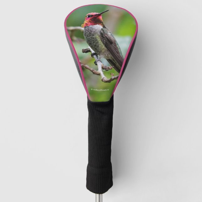 Männliche Anna's Hummingbird auf dem Pflaumenbaum Golf Headcover (Vorderseite)