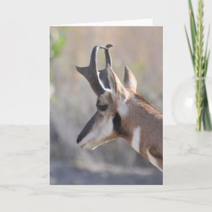 Männliche Antelope - Kunstkarte Karte