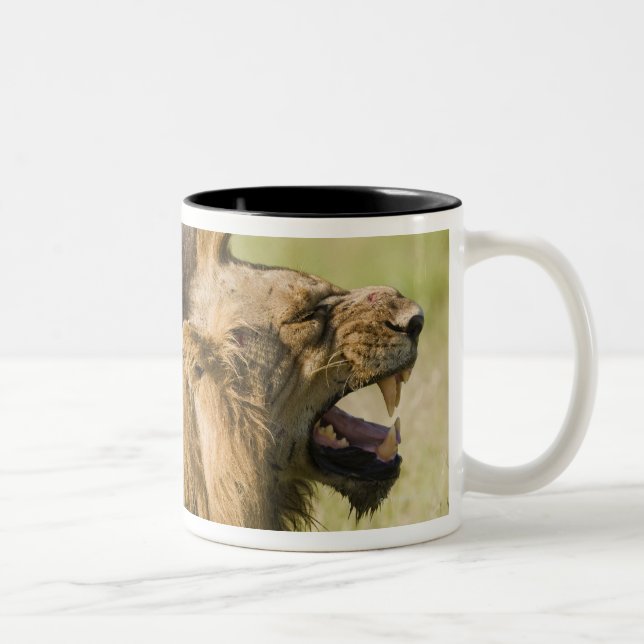 Männliche brüllende Löwen, größerer Kruger Zweifarbige Tasse (Rechts)