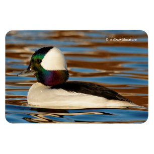 Männliche Bufflehead Duck in der Nachmittagssonne Magnet