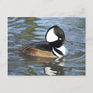 Männliche Bufflehead Postkarte