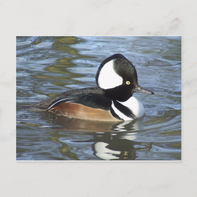 Männliche Bufflehead Postkarte (Vorderseite)