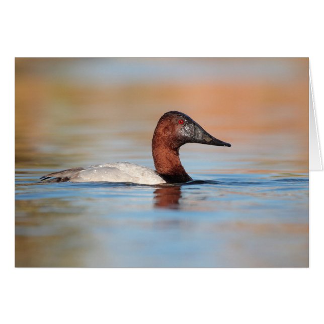 Männliche Canvasback-Ente (Vorderseite (Horizontal))