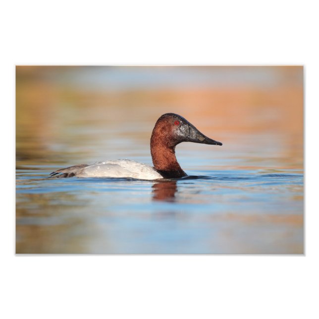 männliche Canvasback-Ente Fotodruck (Vorne)