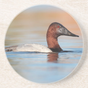 Männliche Canvasback-Ente Getränkeuntersetzer