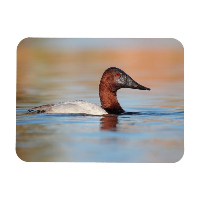 Männliche Canvasback-Ente Magnet (Horizontal)