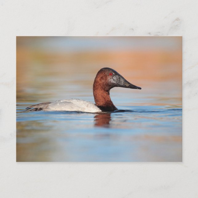 Männliche Canvasback-Ente Postkarte (Vorderseite)