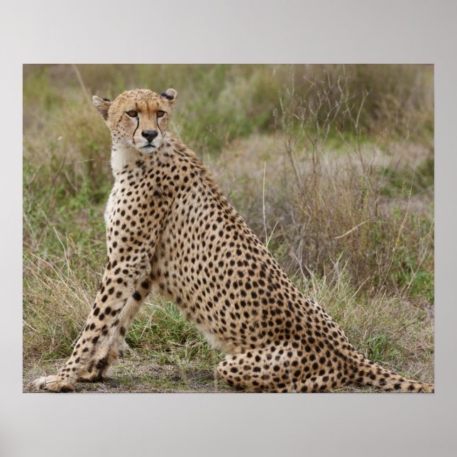 männliche Cheetah, Acinonyx jubatus, Serengeti, Poster (Vorne)