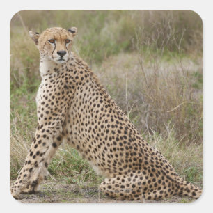 männliche Cheetah, Acinonyx jubatus, Serengeti, Quadratischer Aufkleber