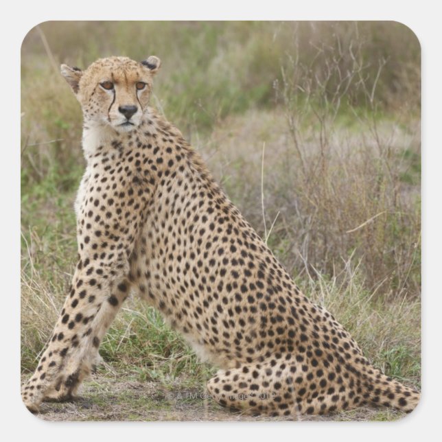 männliche Cheetah, Acinonyx jubatus, Serengeti, Quadratischer Aufkleber (Vorderseite)