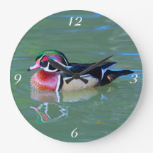 Männliche Holzente am Teich