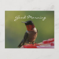 Männliche Hummingbird Postcard - anpassen
