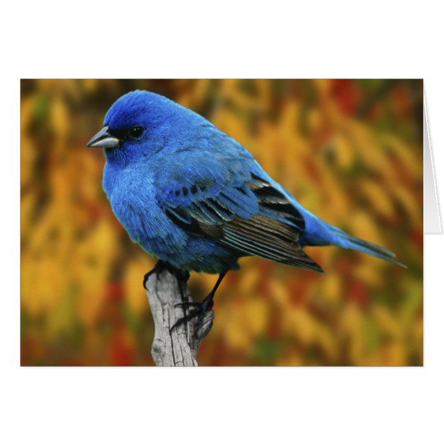 Männliche Indigo Bunting, Passerina cyanea (Vorderseite (Horizontal))