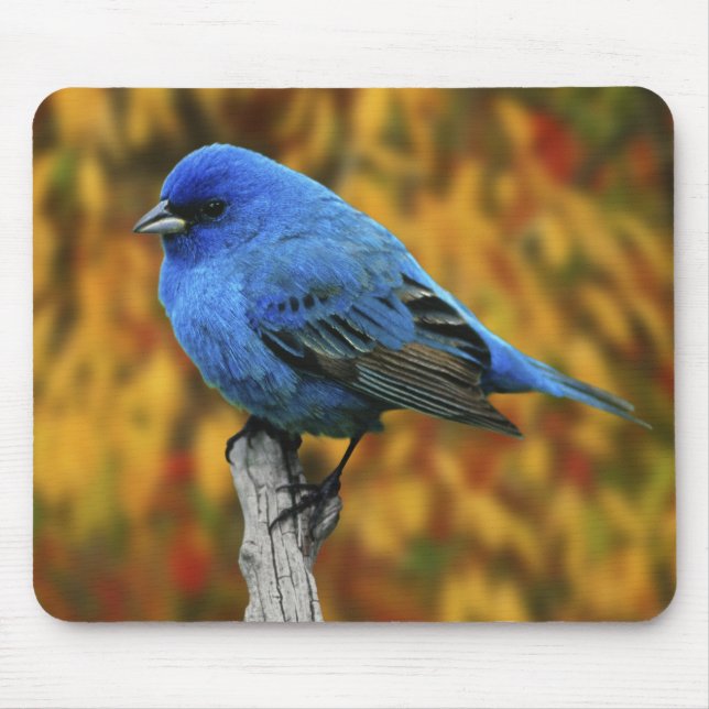 Männliche Indigo Bunting, Passerina cyanea Mousepad (Vorne)