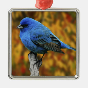 Männliche Indigo Bunting, Passerina cyanea Ornament Aus Metall