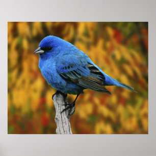 Männliche Indigo Bunting, Passerina cyanea Poster