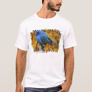 Männliche Indigo Bunting, Passerina cyanea T-Shirt