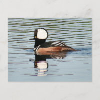 Männliche Kapelle Merganser Dusche Foto Postkarte