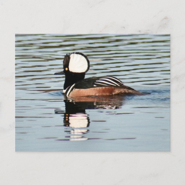 Männliche Kapelle Merganser Dusche Foto Postkarte (Vorderseite)