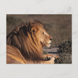 MÄNNLICHE LÖSUNG - PROFIL POSTKARTE