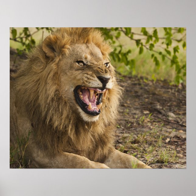 Männliche Löwenschnecke (Panthera leo), Okavango Poster (Vorne)