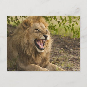 Männliche Löwenschnecke (Panthera leo), Okavango Postkarte