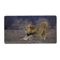 Männliche Löwenstich Panthera Leo Yoga