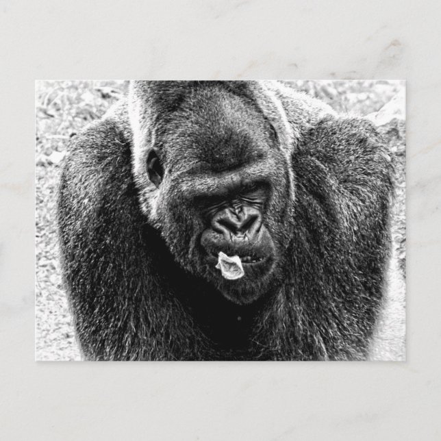 Männliche Lowland Silverback Gorilla, Schwarz-Weiß Postkarte (Vorderseite)
