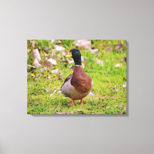 Männliche Mallard Duck Colorful Canvas Print Leinwanddruck