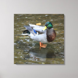 Männliche Mallard Duck in Creek Wrapped Canvas Pri Leinwanddruck