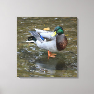 Männliche Mallard Duck in Creek Wrapped Canvas Pri Leinwanddruck