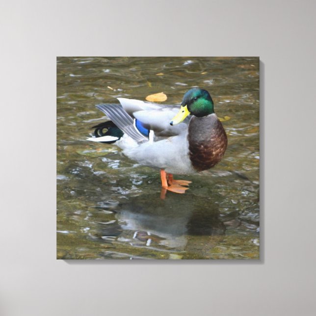 Männliche Mallard Duck in Creek Wrapped Canvas Pri Leinwanddruck (Vorderseite)