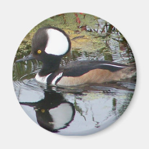 Männliche Merganser-Ente Magnet