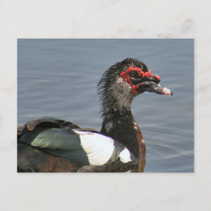 Männliche Muscovy Duck Foto Postkarte